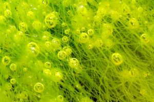 bubbles in alga