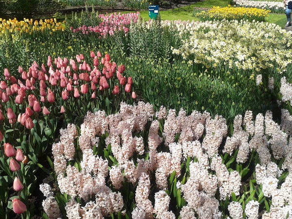 Dywan-kwiatowy-w-Keukenhof