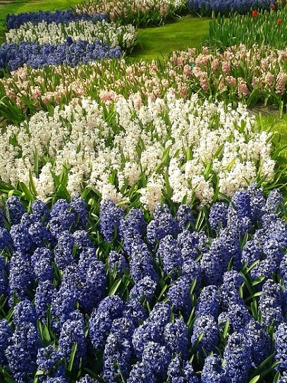 Hiacynty-w-Keukenhof-Holandia