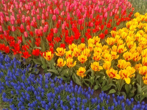 Keukenhof-kolorowe-tulipany