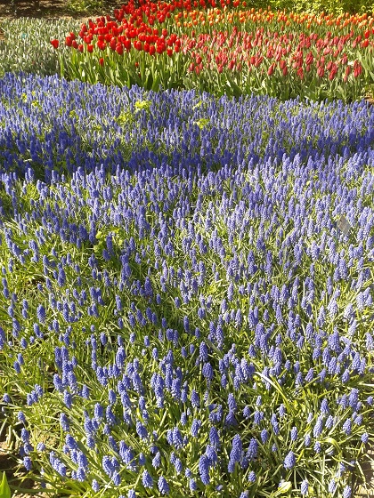 Keukenhof szafirki