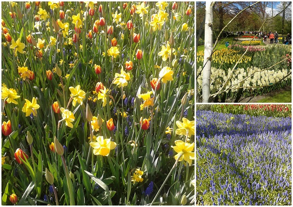 Kwiaty-Keukenhof