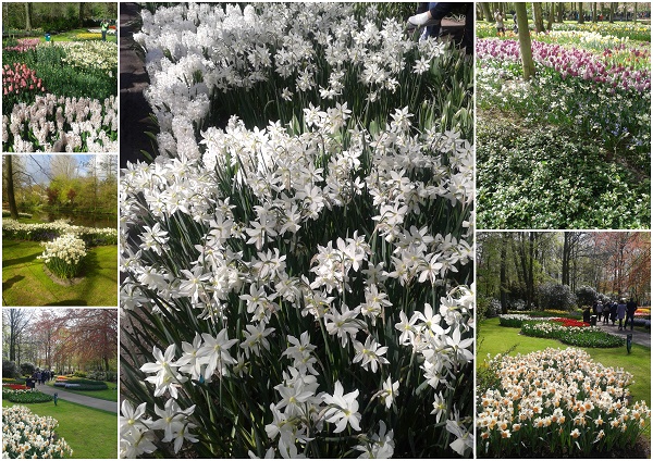 Ogrod-Keukenhof-Holandia