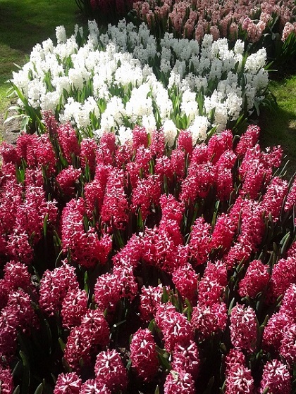 Rozowe-hiacynty-Keukenhof